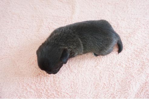 成約済の奈良県のミックス犬-70346の2枚目