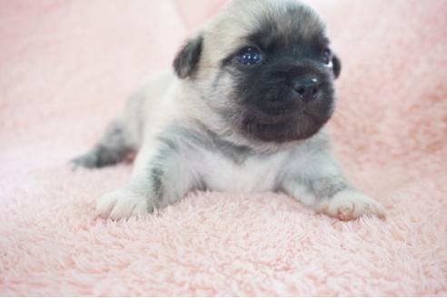 成約済の奈良県のミックス犬-70348の1枚目