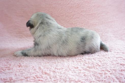 成約済の奈良県のミックス犬-70348の4枚目