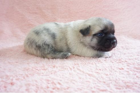 成約済の奈良県のミックス犬-70348の3枚目