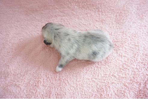 成約済の奈良県のミックス犬-70348の2枚目