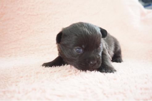 成約済の奈良県のミックス犬-70350の5枚目