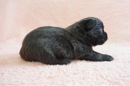 成約済の奈良県のミックス犬-70350の4枚目
