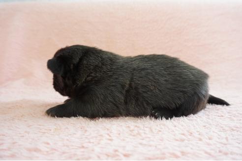 成約済の奈良県のミックス犬-70350の3枚目