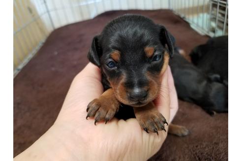 成約済の愛知県のミニチュアピンシャー(ミニピン)-70352