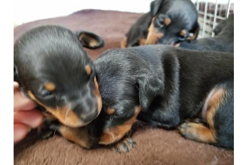 成約済の愛知県のミニチュアピンシャー(ミニピン)-70352の3枚目