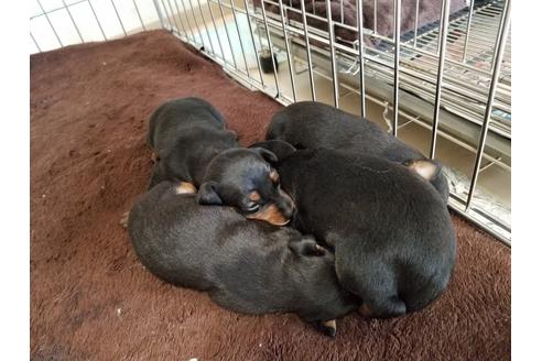 成約済の愛知県のミニチュアピンシャー(ミニピン)-70352の2枚目