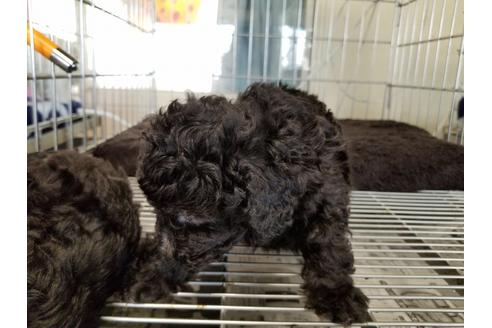 成約済の愛知県のトイプードル-69835の5枚目