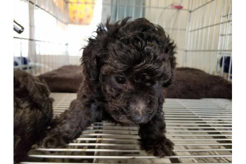 成約済の愛知県のトイプードル-69835の1枚目