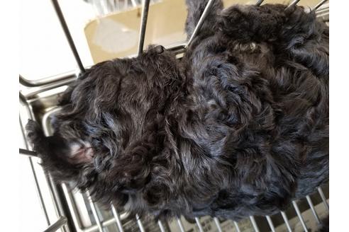 成約済の愛知県のトイプードル-69835の4枚目