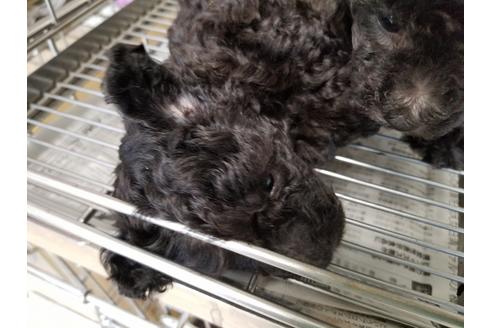 成約済の愛知県のトイプードル-69835の3枚目