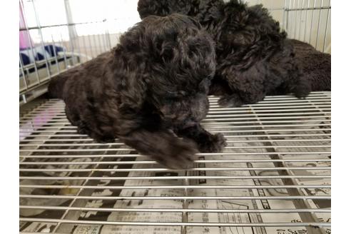 成約済の愛知県のトイプードル-69835の2枚目