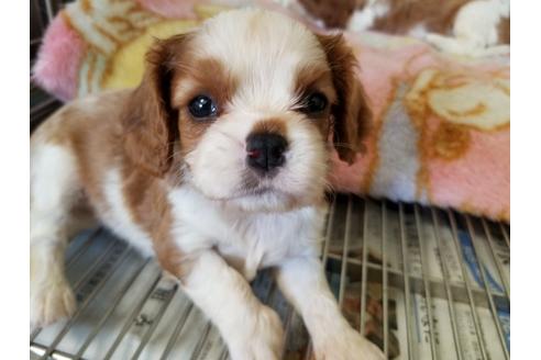 成約済の愛知県のキャバリアキングチャールズスパニエル-69838