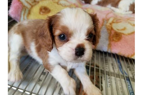成約済の愛知県のキャバリアキングチャールズスパニエル-69838の2枚目