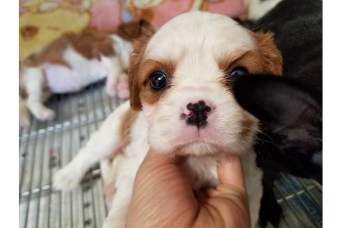 成約済の愛知県のキャバリアキングチャールズスパニエル-69836の1枚目