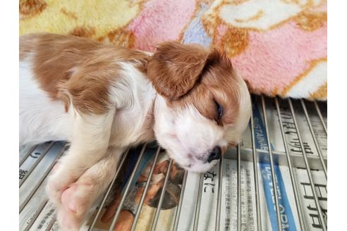 成約済の愛知県のキャバリアキングチャールズスパニエル-69836の4枚目