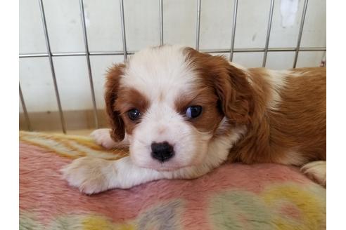 成約済の愛知県のキャバリアキングチャールズスパニエル-69836の3枚目