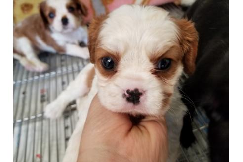 成約済の愛知県のキャバリアキングチャールズスパニエル-69836の2枚目
