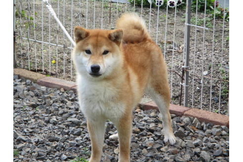 成約済の岡山県の柴犬-57878の1枚目