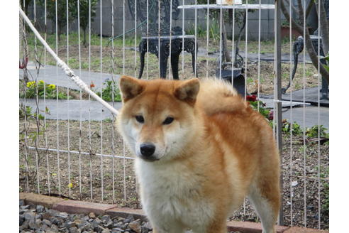成約済の岡山県の柴犬-57878の2枚目