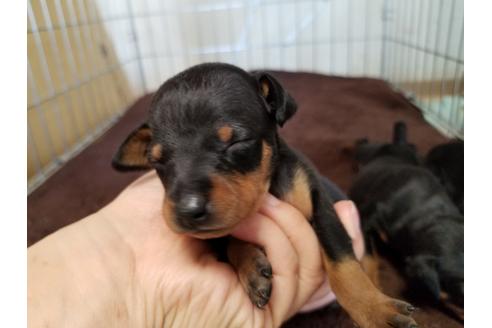 成約済の愛知県のミニチュアピンシャー(ミニピン)-70366の5枚目