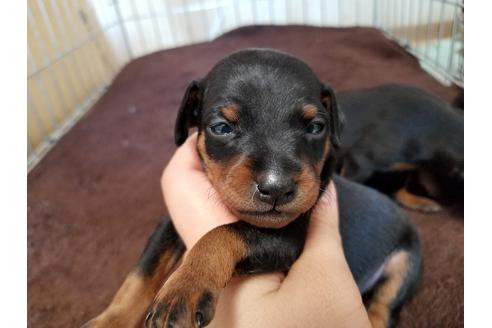 成約済の愛知県のミニチュアピンシャー(ミニピン)-70366の4枚目