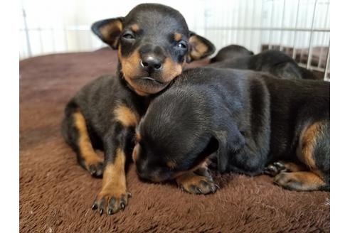 成約済の愛知県のミニチュアピンシャー(ミニピン)-70366の1枚目