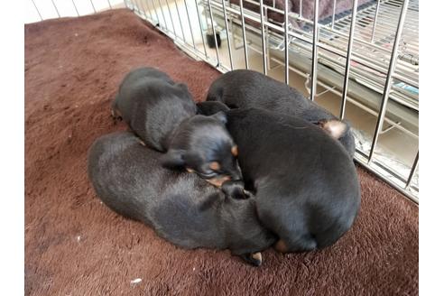 成約済の愛知県のミニチュアピンシャー(ミニピン)-70366の3枚目