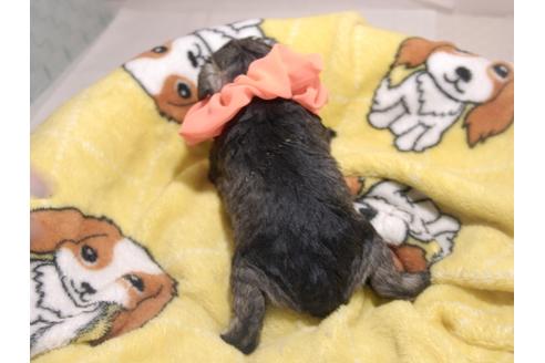 成約済の埼玉県のミニチュアシュナウザー-70368の10枚目