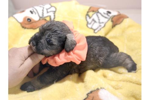 成約済の埼玉県のミニチュアシュナウザー-70368の8枚目