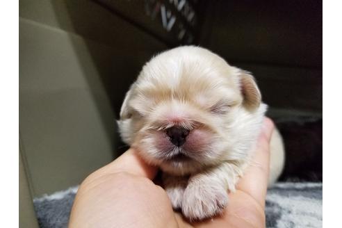 成約済の愛知県のペキニーズ-70371