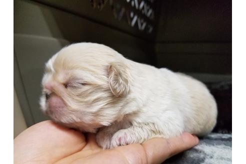 成約済の愛知県のペキニーズ-70371の3枚目