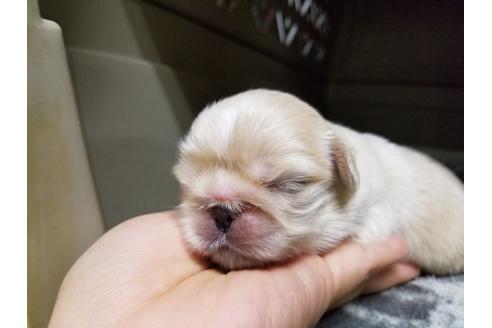 成約済の愛知県のペキニーズ-70371の2枚目