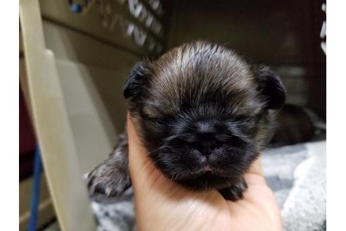 成約済の愛知県のペキニーズ-70372