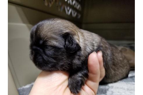 成約済の愛知県のペキニーズ-70372の4枚目