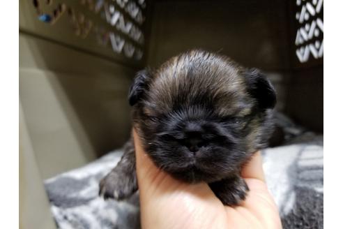 成約済の愛知県のペキニーズ-70372の3枚目