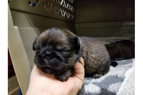 成約済の愛知県のペキニーズ-70372の2枚目