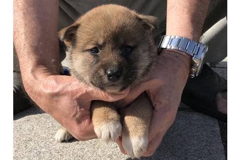 成約済の長崎県の柴犬-69091の5枚目