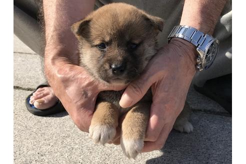 成約済の長崎県の柴犬-69091の4枚目