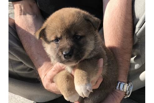 成約済の長崎県の柴犬-69091の3枚目