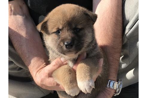 成約済の長崎県の柴犬-69091の2枚目