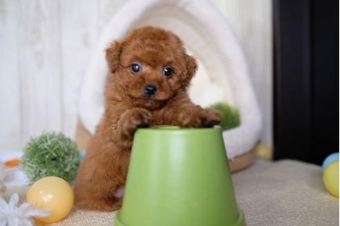 成約済の滋賀県のトイプードル-69488の1枚目