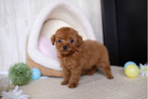 成約済の滋賀県のトイプードル-69488の5枚目