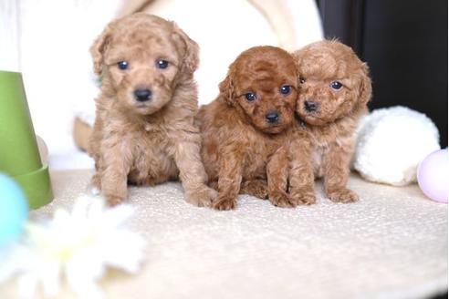 成約済の滋賀県のトイプードル-69488の4枚目