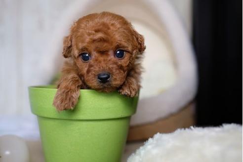 成約済の滋賀県のトイプードル-69488の3枚目