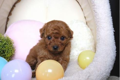 成約済の滋賀県のトイプードル-69488の2枚目