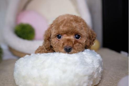 成約済の滋賀県のトイプードル-69497の1枚目