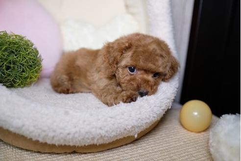 成約済の滋賀県のトイプードル-69497の4枚目