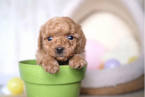 成約済の滋賀県のトイプードル-69497の3枚目