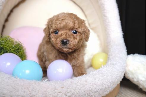 成約済の滋賀県のトイプードル-69497の2枚目